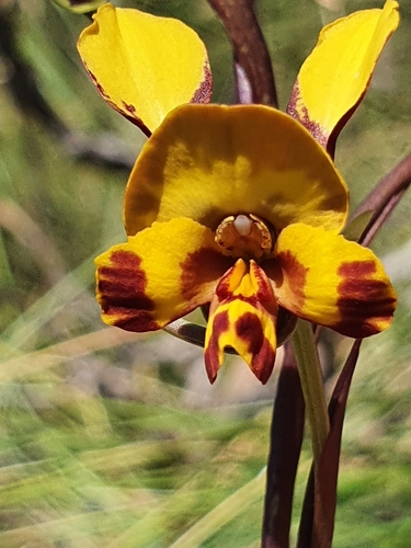 Diuris semilunulata Messmer
