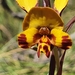 Late Leopard Orchid - Photo (c) HarleyB, some rights reserved (CC BY-NC), uploaded by HarleyB