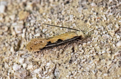 Tinea mandarinella