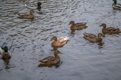 Anas platyrhynchos