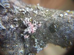 Laetisaria lichenicola