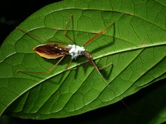 Epidaus validispinus