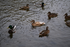 Anas platyrhynchos