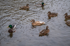 Anas platyrhynchos