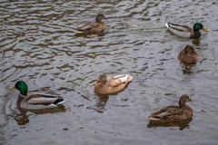 Anas platyrhynchos