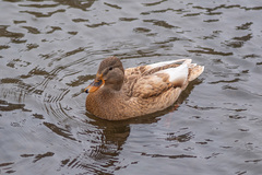 Anas platyrhynchos