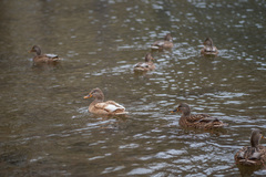 Anas platyrhynchos