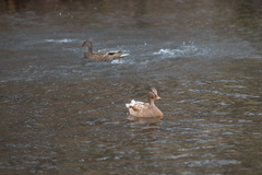 Anas platyrhynchos