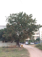 Azadirachta indica