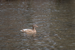 Anas platyrhynchos