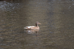 Anas platyrhynchos