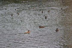 Anas platyrhynchos