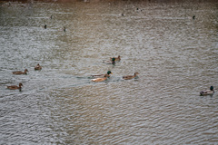 Anas platyrhynchos