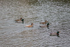 Anas platyrhynchos
