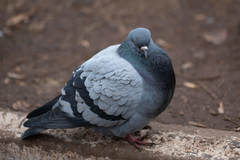 Columba livia