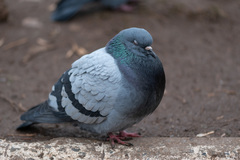 Columba livia