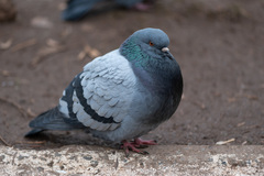 Columba livia