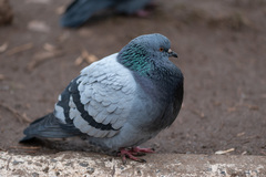 Columba livia