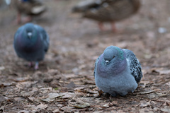 Columba livia