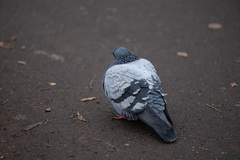 Columba livia