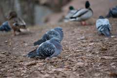 Columba livia