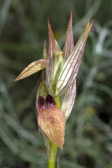Bilamellaria
