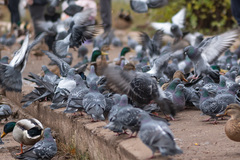 Columba livia