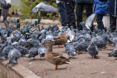 Columba livia