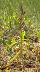 Bilamellaria