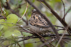Passer domesticus