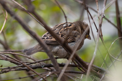 Passer domesticus