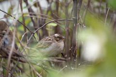 Passer domesticus