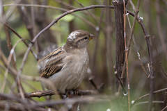 Passer domesticus