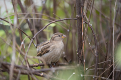 Passer domesticus