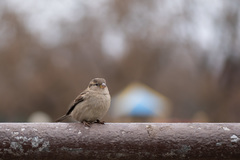 Passer domesticus