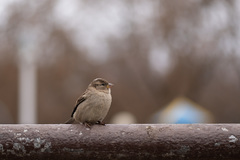 Passer domesticus