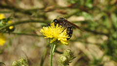 Campsomeris bistrimacula