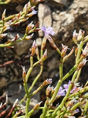 Limonium zacynthium