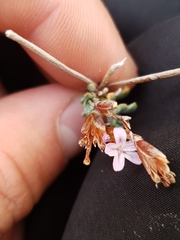 Limonium korakonisicum