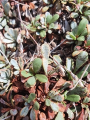 Limonium korakonisicum