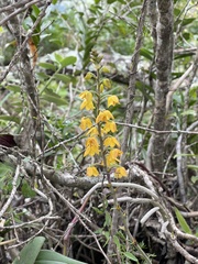 Polystachya pubescens