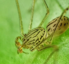 Scytodes pallida