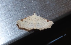 Prolophota trigonifera