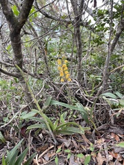 Polystachya pubescens