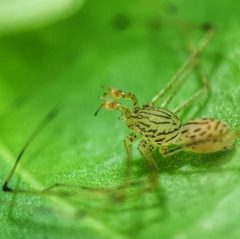 Scytodes pallida