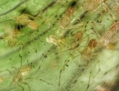 Scytodes pallida