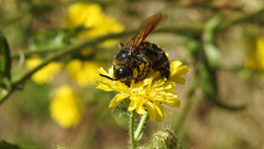 Campsomeris bistrimacula