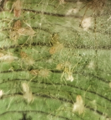 Scytodes pallida