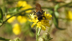 Campsomeris bistrimacula