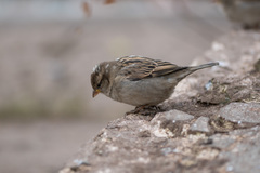 Passer domesticus
